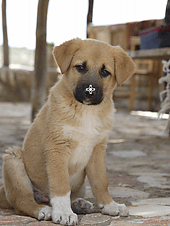 figure: Preview of Special Image Filters